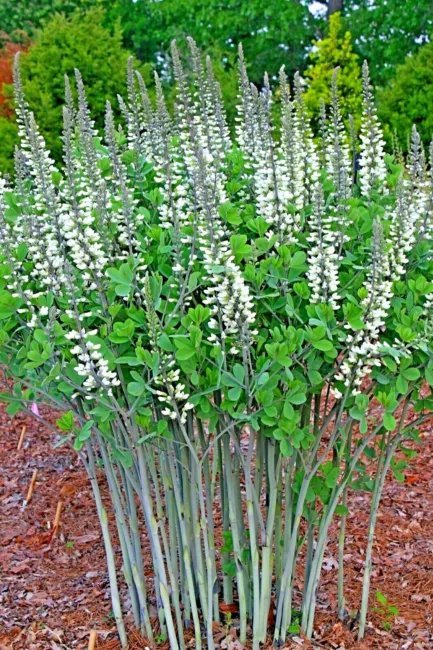 20 White False Indigo Seeds Baptisia Alba Fresh Garden