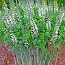 20 White False Indigo Seeds Baptisia Alba Fresh Garden