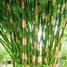 10 Giant Striped Atter Bamboo Seeds Gigantochloa Atter Fresh Garden