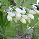 20 Apalachicola Wild Indigo Seeds Baptisia Megacarpa Fresh Garden