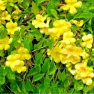 20 Cats Claw Creeper Seeds Dolichandra Unguis Cati Fresh Garden