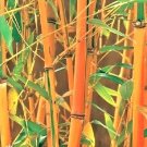 10 Red Fountain Bamboo Seeds Fargesia 'Jiuzhaigou' Fresh Garden