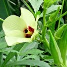 40 Okra Seeds Abelmoschus Esculentus Fresh Garden