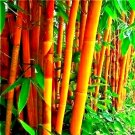 10 Golden Groove Bamboo Seeds Phyllostachys Aureosulcata F Aureocaulis Fresh Garden