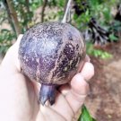 20 Eight Ball Pomegranate Seeds Punica Granatum "Eight Ball" Fresh Garden