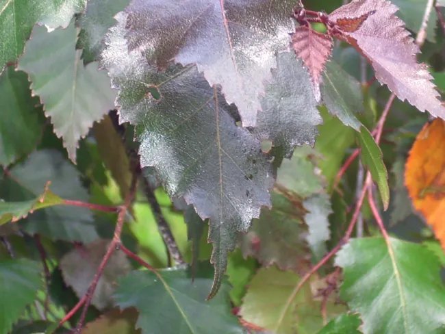30 Red Leaved Grey Birch Seeds Betula Populifolia Fresh Garden