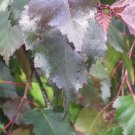 30 Red Leaved Grey Birch Seeds Betula Populifolia Fresh Garden