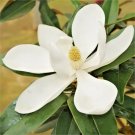 12 Alta Southern Magnolia Seeds Magnolia Grandiflora " Alta " Fresh Garden