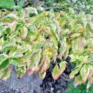 15 Cherokee Brave Dogwood Seeds Cornus Florida ( Variegated Leaves ) Fresh Garden