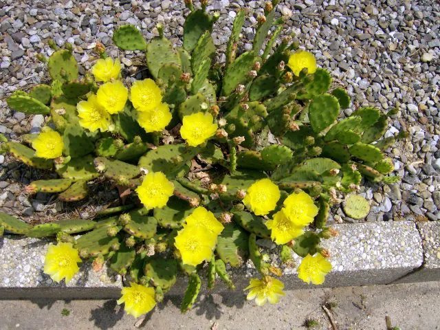 25 Eastern Prickly Pear Cactus Seeds Opuntia Humifusa Cold Hardy Fresh Garden