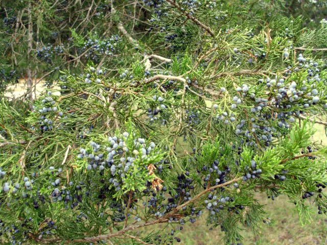 40 Eastern Red Cedar Seeds Juniperus Virginiana Fresh Garden