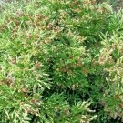 20 Gyokuryu Japanese Cedar Seeds Cryptomeria Japonica 'Gyokuryu ' Fresh Garden
