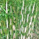 10 Fargesia (Non Running Bamboo) Seeds Fargesia Robusta Fresh Garden