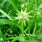 15 Grays Sedge Seeds Carex Grayi Fresh Garden