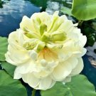 5 June Snow Lotus Seeds Nelumbo Nucifera Fresh Garden