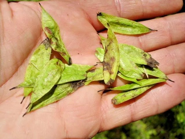 20 Hardy Rubber Tree Seeds Eucommia Ulmoides Fresh Garden