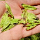 20 Hardy Rubber Tree Seeds Eucommia Ulmoides Fresh Garden