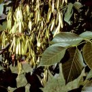 20 White Ash Seeds Fraxinus Americana Fresh Garden