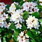 15 Indian Hawthorn Seeds Rhaphiolepis Indica N ' Alba ' Fresh Garden