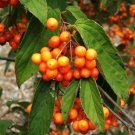 20 Tea Viburnum Seeds Viburnum Setigerum Fresh Garden