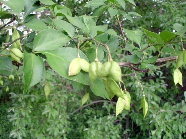 15 Bumald Bladdernut Seeds Staphylea Bumalda Fresh Garden