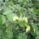 15 Bumald Bladdernut Seeds Staphylea Bumalda Fresh Garden