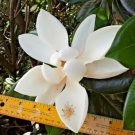 12 Pocono Southern Magnolia Seeds Magnolia Grandiflora " Poconos " Fresh Garden