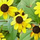 50 Perennial Black Eyed Susan Seeds Rudbeckia Fulgida Fresh Garden