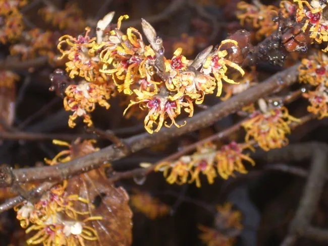 10 Vernal Witch Hazel Seeds Hamamelis Vernalis Fresh Garden