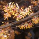 10 Vernal Witch Hazel Seeds Hamamelis Vernalis Fresh Garden