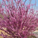 20 Chinese Redbud Seeds Cercis Chinensis Fresh Garden