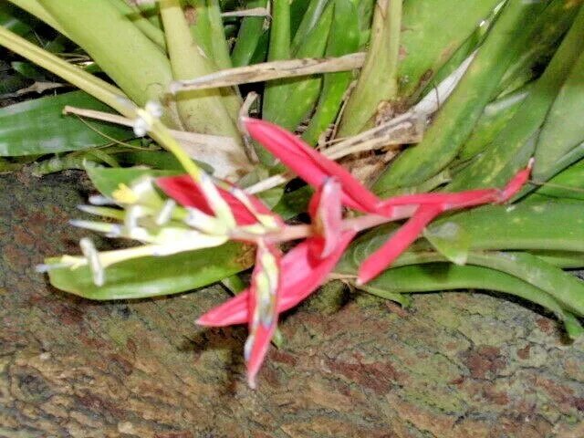 20 Red Flowered Bromeliad Seeds Fresh Garden
