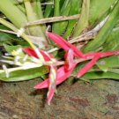 20 Red Flowered Bromeliad Seeds Fresh Garden