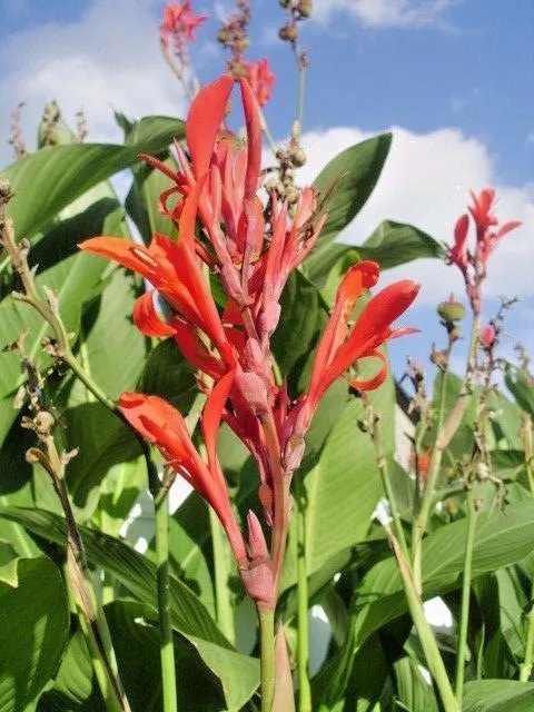 20 Common Red Flowered Green Leaved Canna Seeds Fresh Garden