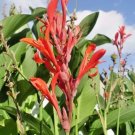 20 Common Red Flowered Green Leaved Canna Seeds Fresh Garden