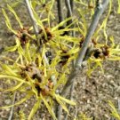 10 Westerstede Witch Hazel Seeds Hamamelis × Intermedia 'Westerstede' Fresh Garden
