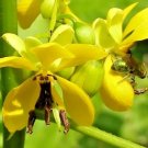 25 Maryland Wild Senna Seeds Senna Marilandica Fresh Garden