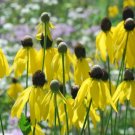30 Pinnate Prairie Coneflower Seeds Rudbeckia Pinnata Fresh Garden