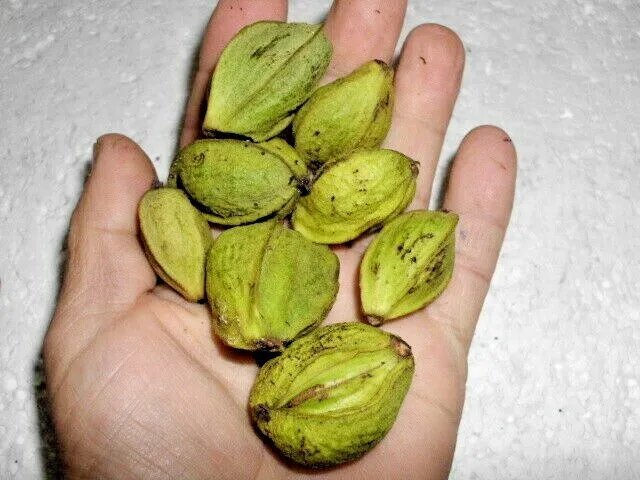10 Water Hickory Nuts (Bitter Pecan) Carya Aquatica Fresh Garden