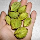 10 Water Hickory Nuts (Bitter Pecan) Carya Aquatica Fresh Garden