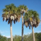 20 Cabbage Palm Seeds Sabal Palmetto Fresh Garden
