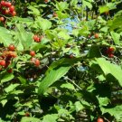 15 Wentworth Viburnum Seeds Viburnum Trilobum " Wentworth " Fresh Garden