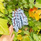 20 Leatherleaf Mahonia Seeds Mahonia Bealei Fresh Garden