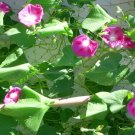 40 Pink Morning Glory Seeds Ipomoea Fresh Garden