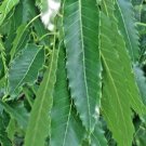 12 Sawtooth Oak Acorns Quercus Acutissima Fresh Garden