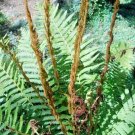 Cinnamon Fern Spores Osmundastrum Cinnamomeum Fresh Garden