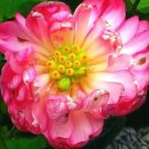 5 Polyphyll Red Lotus Seeds Nelumbo Nucifera Fresh Garden