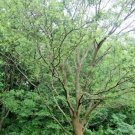 25 Chinese Elm Seeds Ulmus Parvifolia Fresh Garden