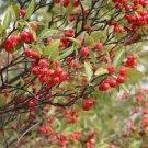 20 Brilliant Red Chokeberry Seeds Aronia Arbutifolia 'Brilliantissima' Fresh Garden