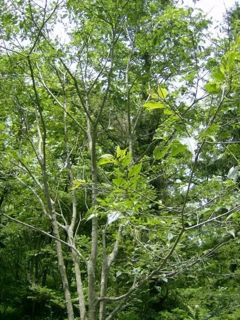 20 Caucasian Nettle Tree Seeds ( Hackberry ) Celtis Caucasica Fresh Garden